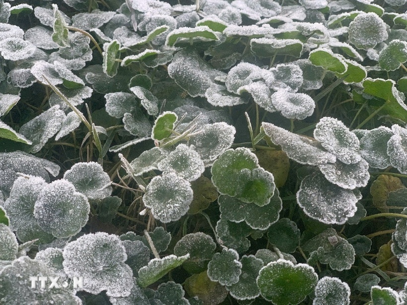 Nghe An 0 do C anh 1