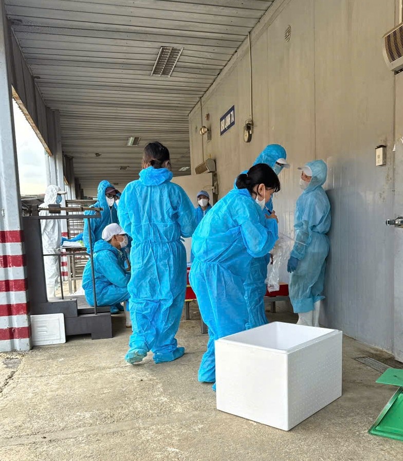 Do hop Ha Long,  Truong Sy Toan,  Dich benh,  Lon ta chau Phi anh 2