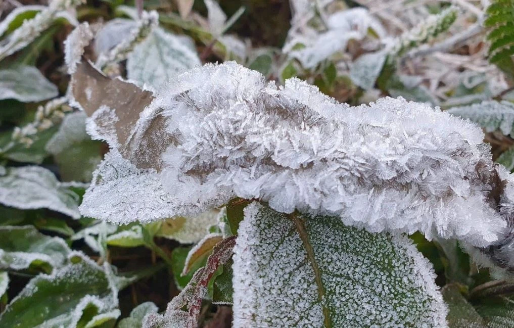 Khung canh am 5 do C o Nghe An hinh anh