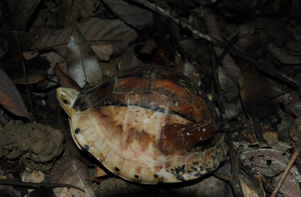 Phat hien rua hiem nhat the gioi o rung tu nhien Dak Lak hinh anh