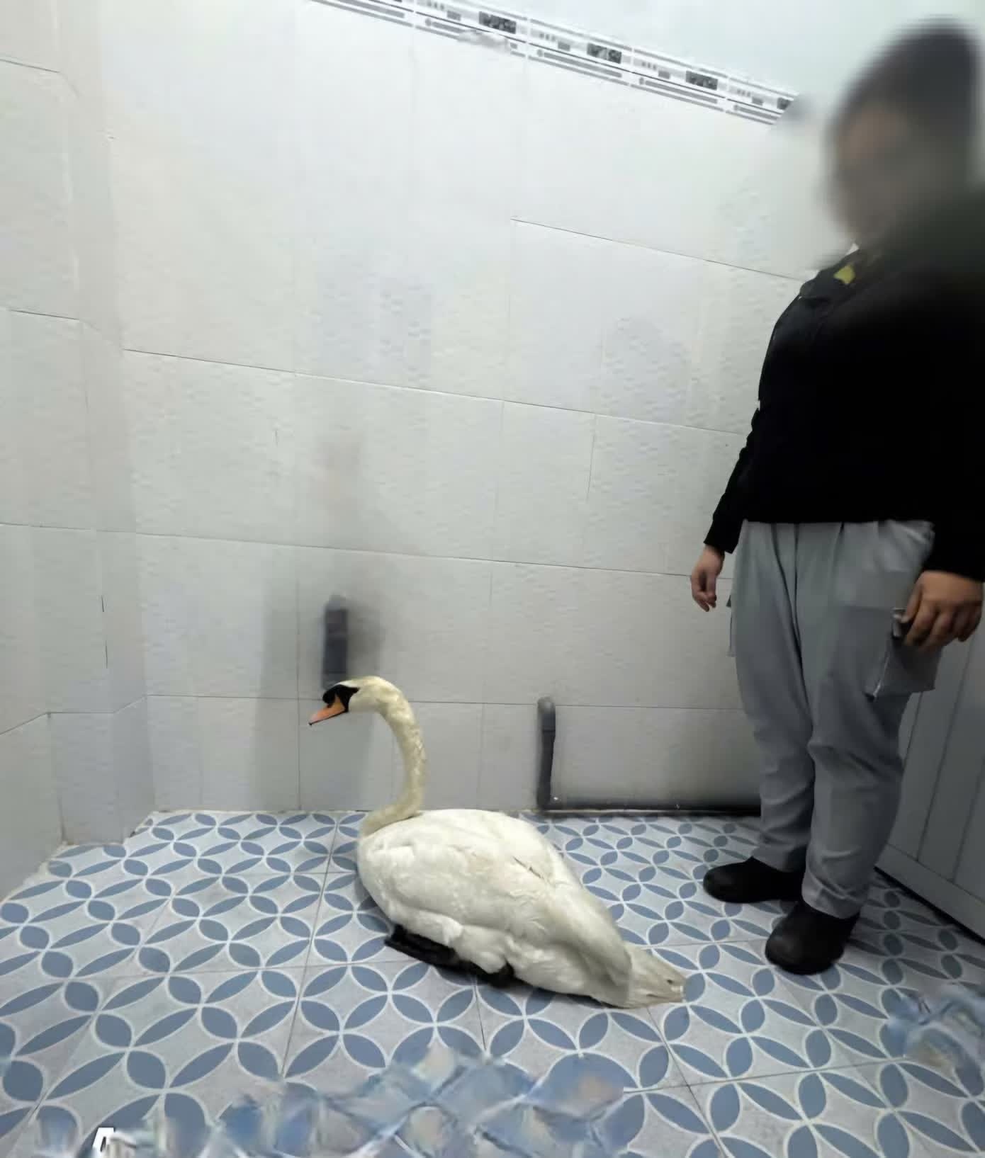 Thao Cam Vien,  Sai Gon,  trom thien nga anh 1