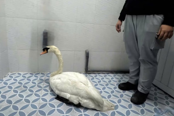 Dot nhap Thao Cam Vien Sai Gon trom thien nga hinh anh