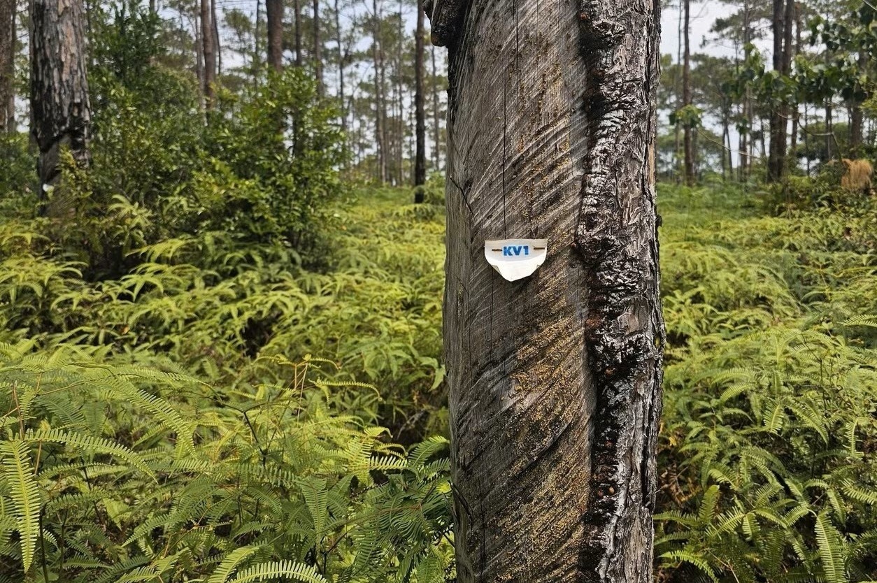 Chuyen gan 83 ha rung Mang Den lam dai do thi nghin ty hinh anh