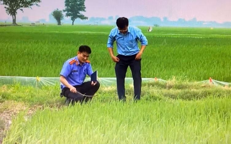 Nhieu nguoi chet oan vi bay chuot bang dien o Hai Phong hinh anh