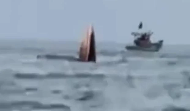 Ca voi lien tiep xuat hien gan bo bien Mui Ne bao hieu dieu gi? hinh anh