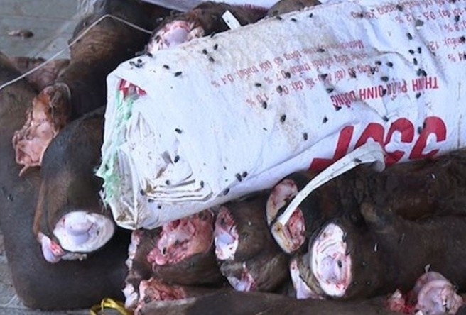 Phat hien hai kho lanh chua gan 6 tan duoi, chan trau bo boc mui thoi hinh anh