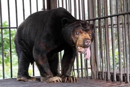 4 ca the gau duoc cuu ho tu TP.HCM hinh anh