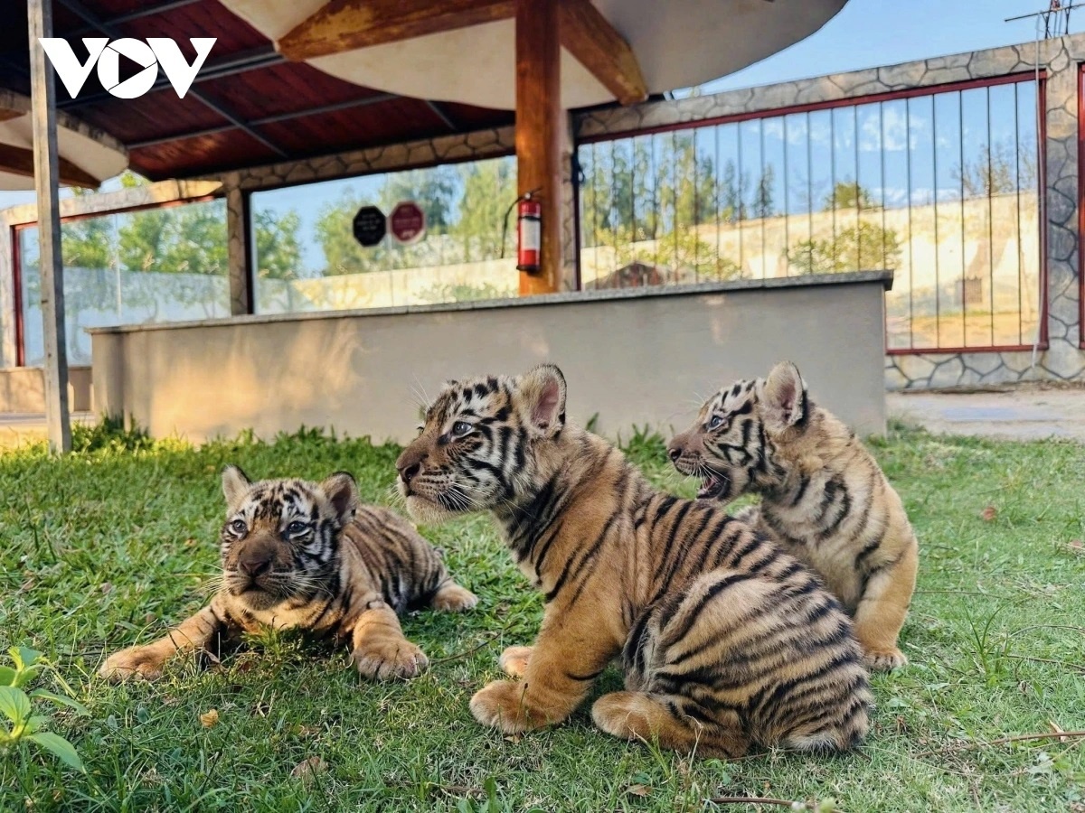 Ho Bengal Quy Nhon anh 1