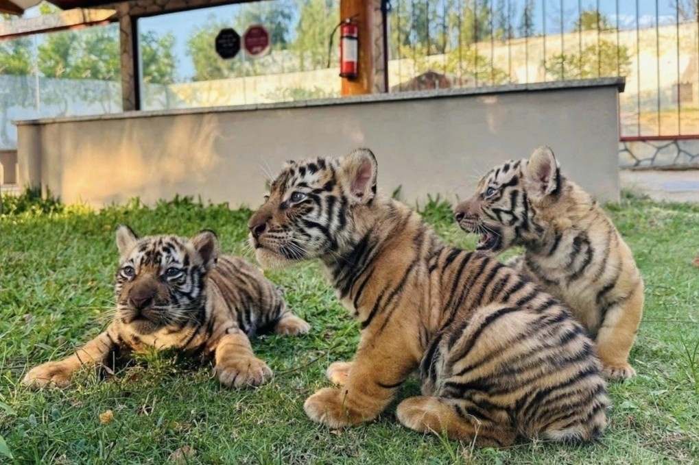 3 con ho Bengal chao doi trong so thu o Gia Lai hinh anh