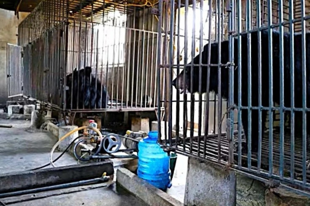 Mot ho dan tu nguyen ban giao hai gau ngua nuoi nhot hon 20 nam hinh anh