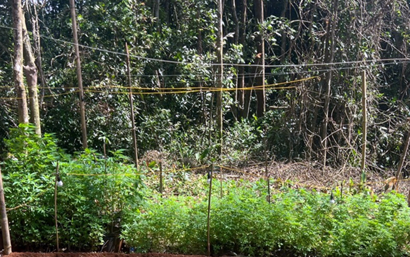 Phat hien 'ruong' can sa giua rung sau o Lam Dong hinh anh