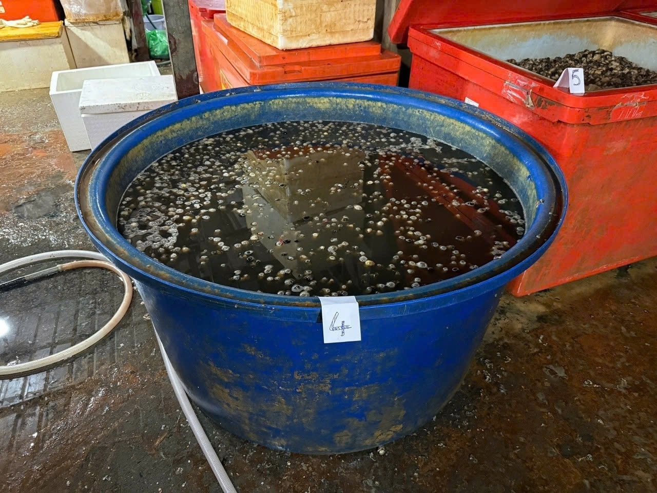 500 tấn hóa chất, độc hại, 3.000 tấn thịt ốc ảnh 8 500 tan hoa chat, doc hai, 3.000 tan thit oc anh 8