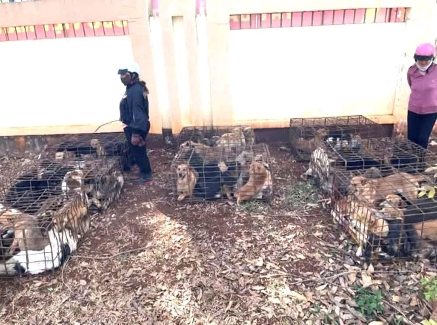 Phat hien 'trai' cho gan 70 con nghi bi trom hinh anh