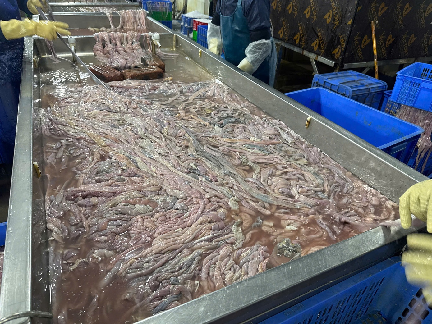 Thu giữ hơn, 60 tấn lòng lợn, không rõ nguồn gốc, Công ty Dũng Phát, Doanh nghiệp Dũng Phát, Giám đốc Dũng Phát ảnh 1 Thu giu hon, 60 tan long lon, khong ro nguon goc, Cong ty Dung Phat, Doanh nghiep Dung Phat, Giam doc Dung Phat anh 1