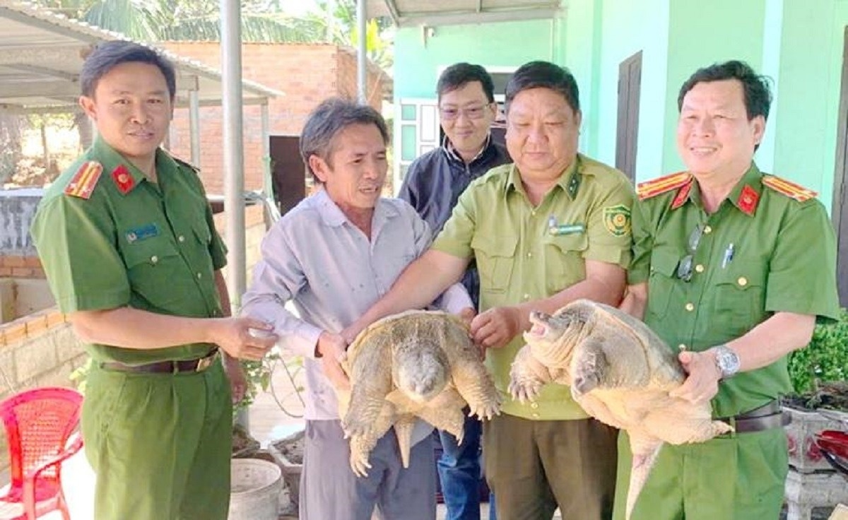 Mot nguoi dan Lam Dong giao nop hai con rua quy hiem hinh anh