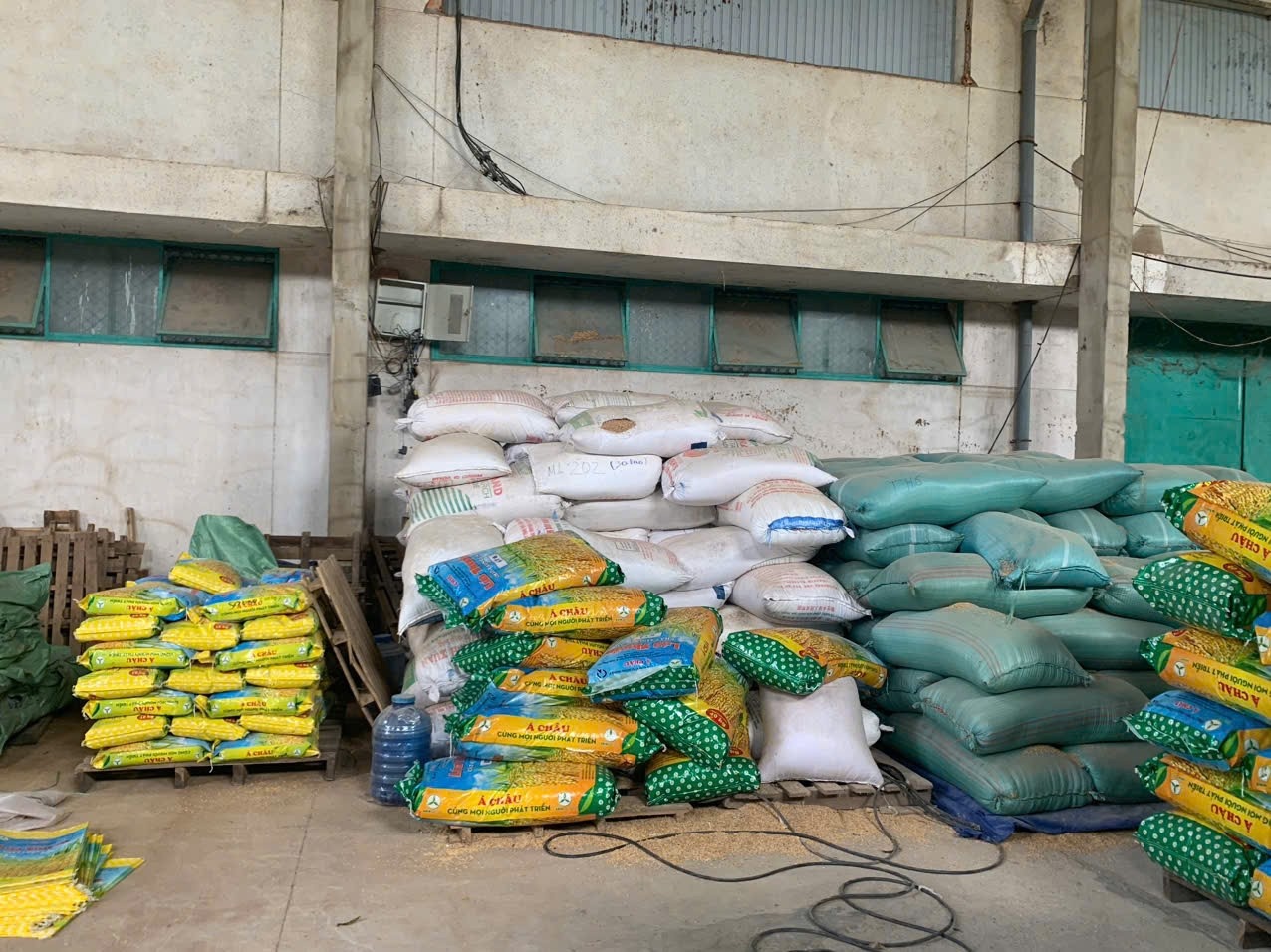 Bat giam doc cong ty lam gia lua giong cho gao ngon nhat the gioi hinh anh