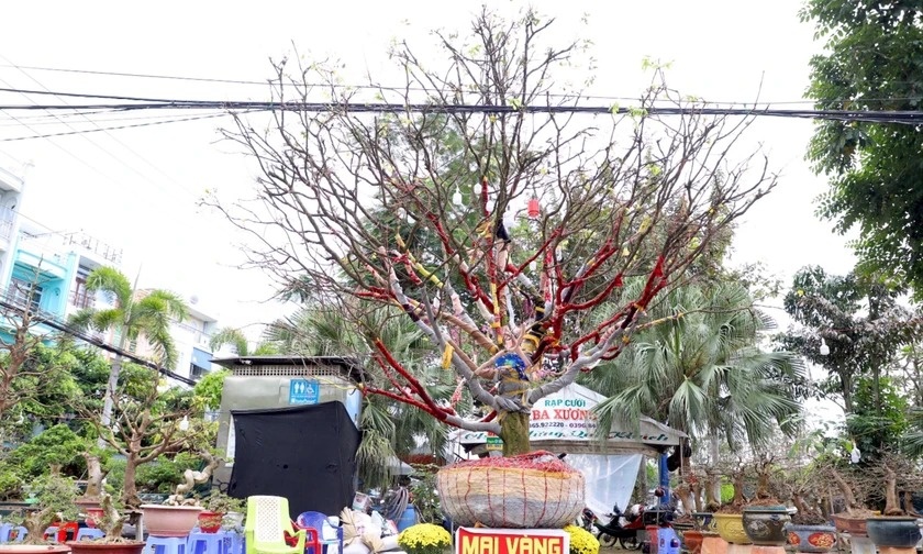 Cay mai tram tuoi gia hon 3 ty dong o An Giang hinh anh