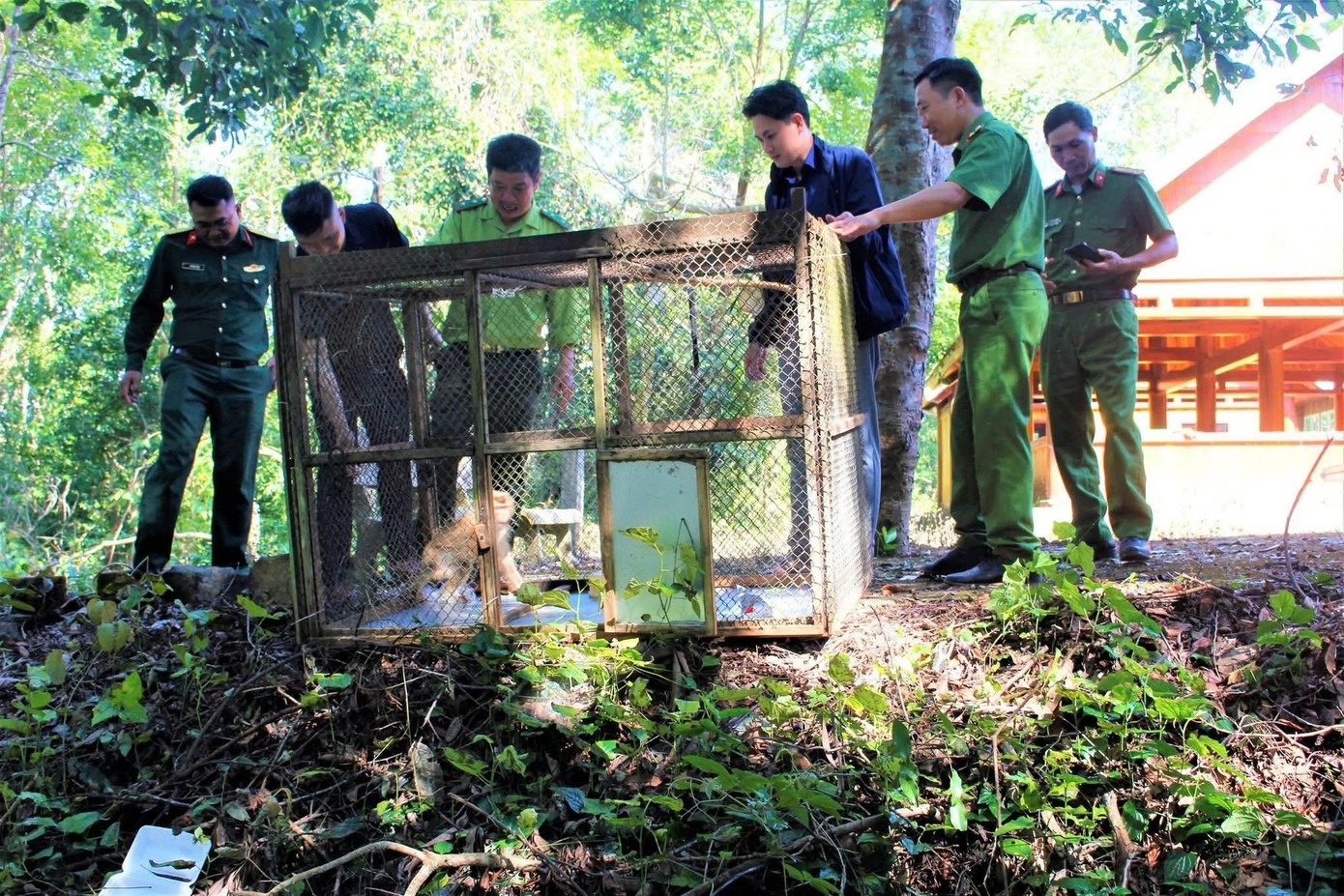 Giai cuu khi duoi lon mac luoi cuoc o Dak Lak hinh anh