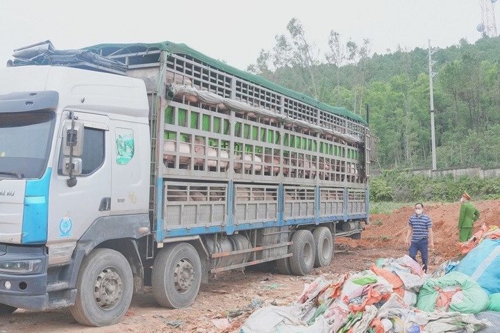 Phat hien oto cho hon 15 tan heo nhiem dich ta lon chau Phi hinh anh