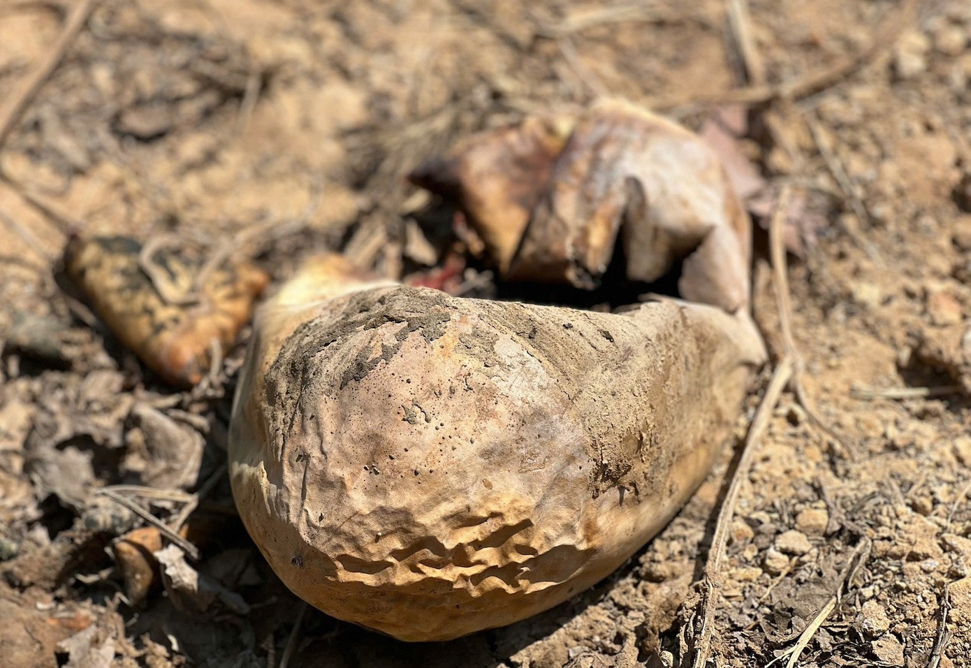 Ruong dua hau anh 11