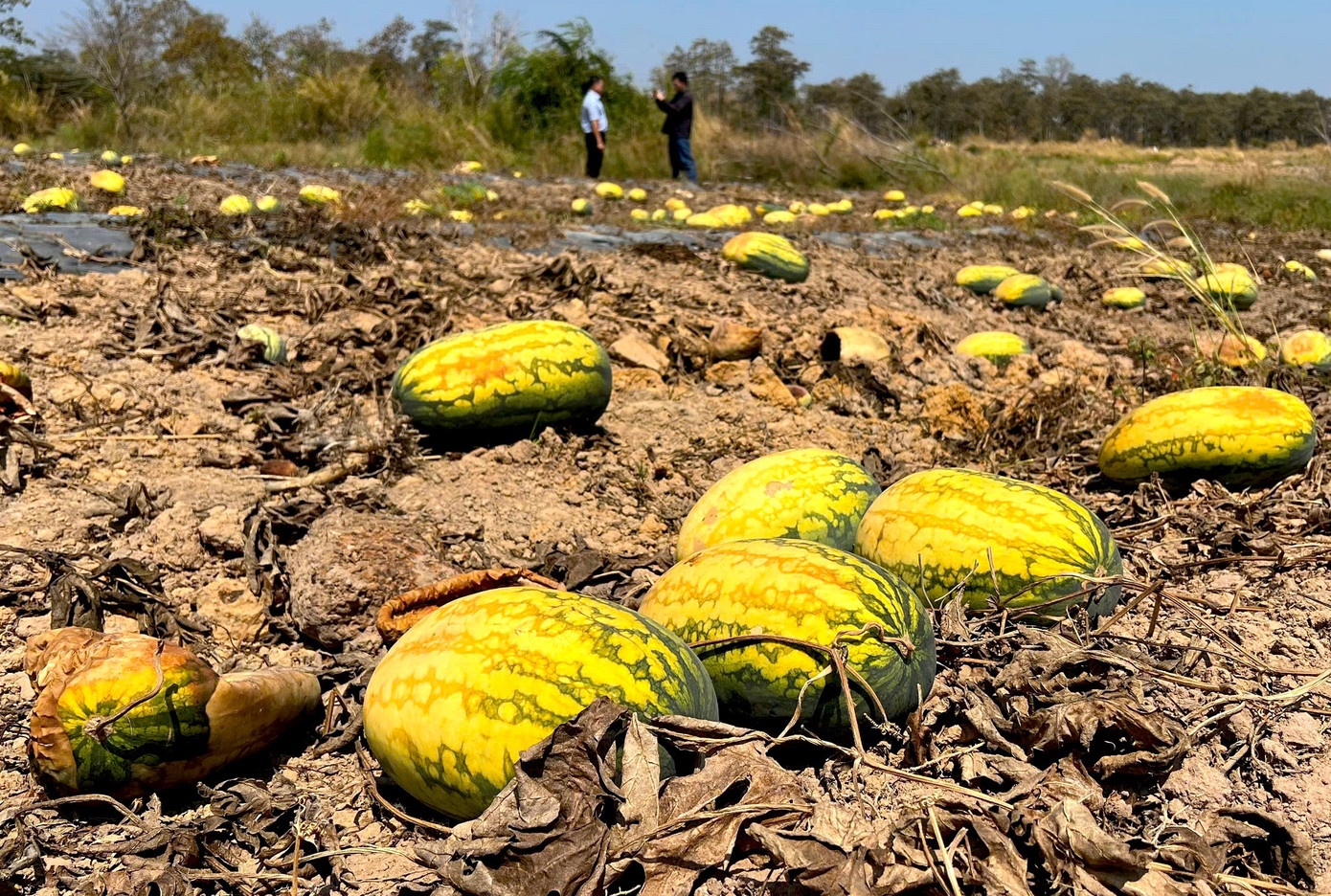 Ruong dua hau anh 12