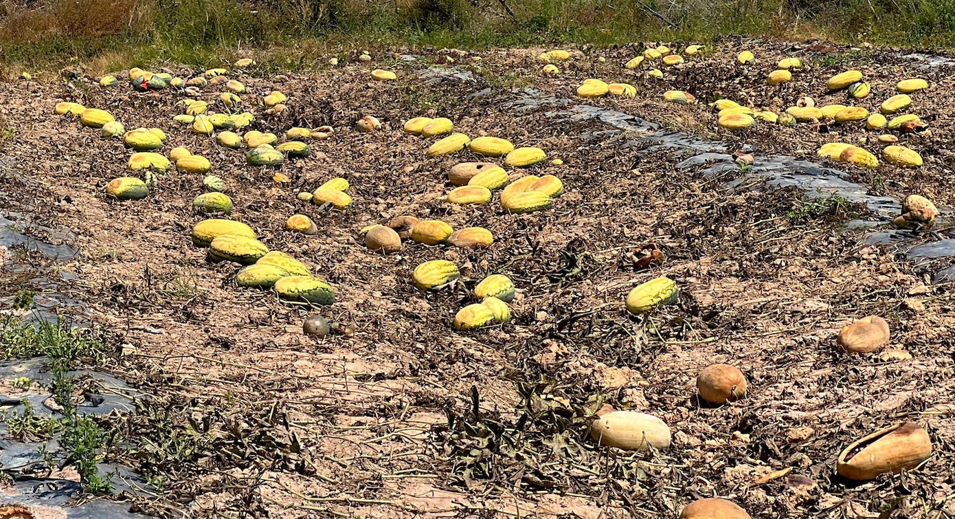 Ruong dua hau anh 13