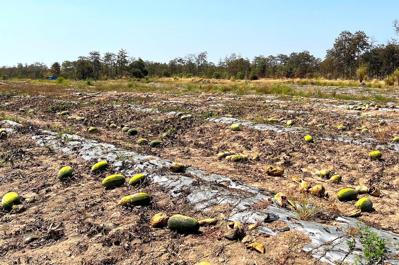 Ruong dua hau anh 14