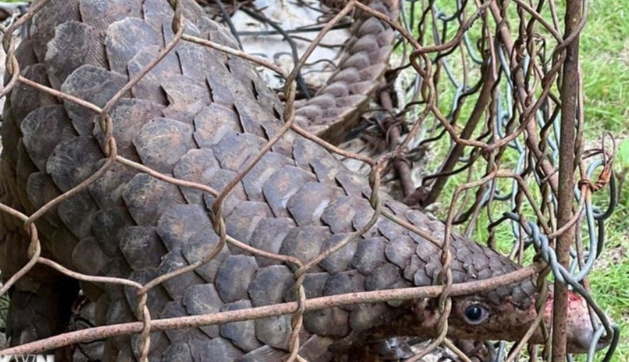 Nguoi dan nop lai te te quy hiem trong Sach do hinh anh