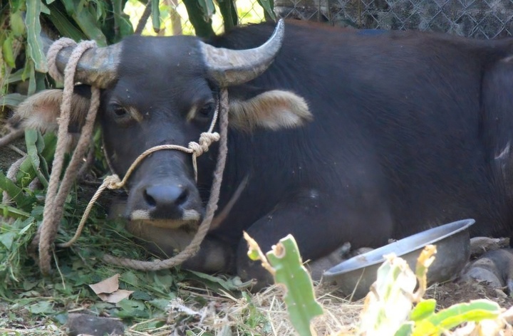 Trau 'dien' huc hai nguoi o Quang Tri hinh anh