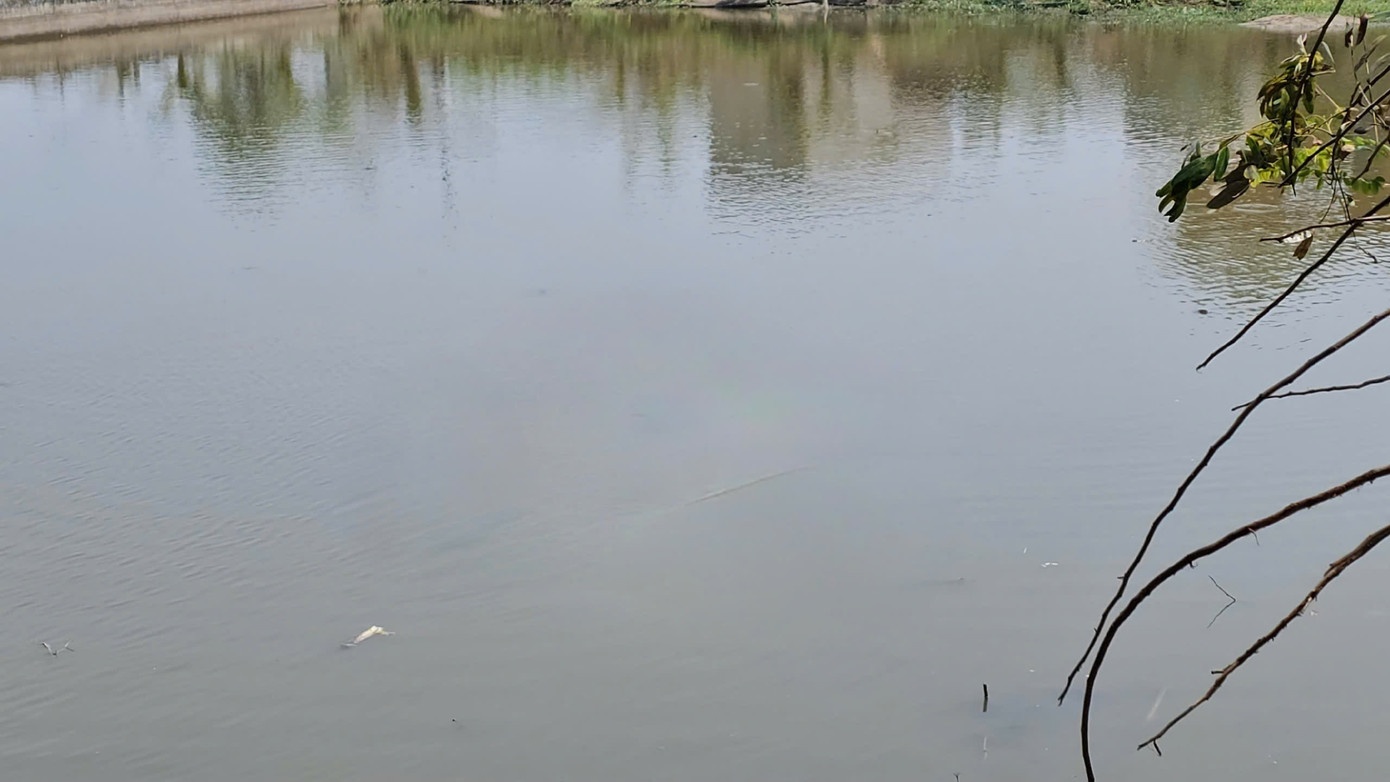 Thay dep va do cau tren bo, phat hien hai em nho duoi ho hinh anh