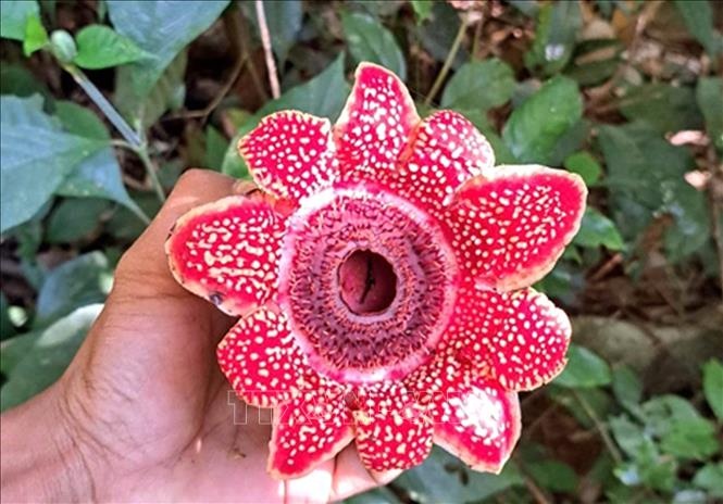 Phat hien loai hoa quy hiem Dia nhan Himalaya hinh anh