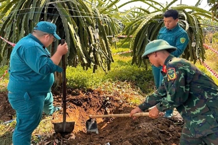 Dao trung dan phao 105 mm khi lam vuon hinh anh