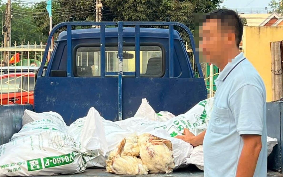 Bat chap xu phat, tai xe o TP.HCM cho 450 kg ga 'ban' di tieu thu hinh anh