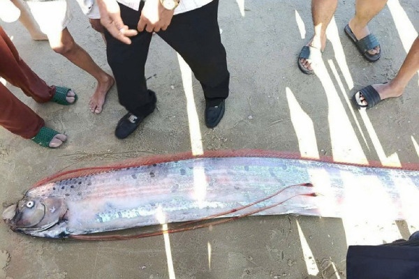 Phat hien ca mai cheo khong lo gan 4 met troi dat vao bo bien Lam Dong hinh anh