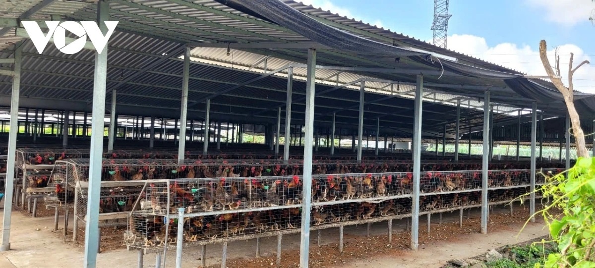 Trai ga Dong Thap anh 1