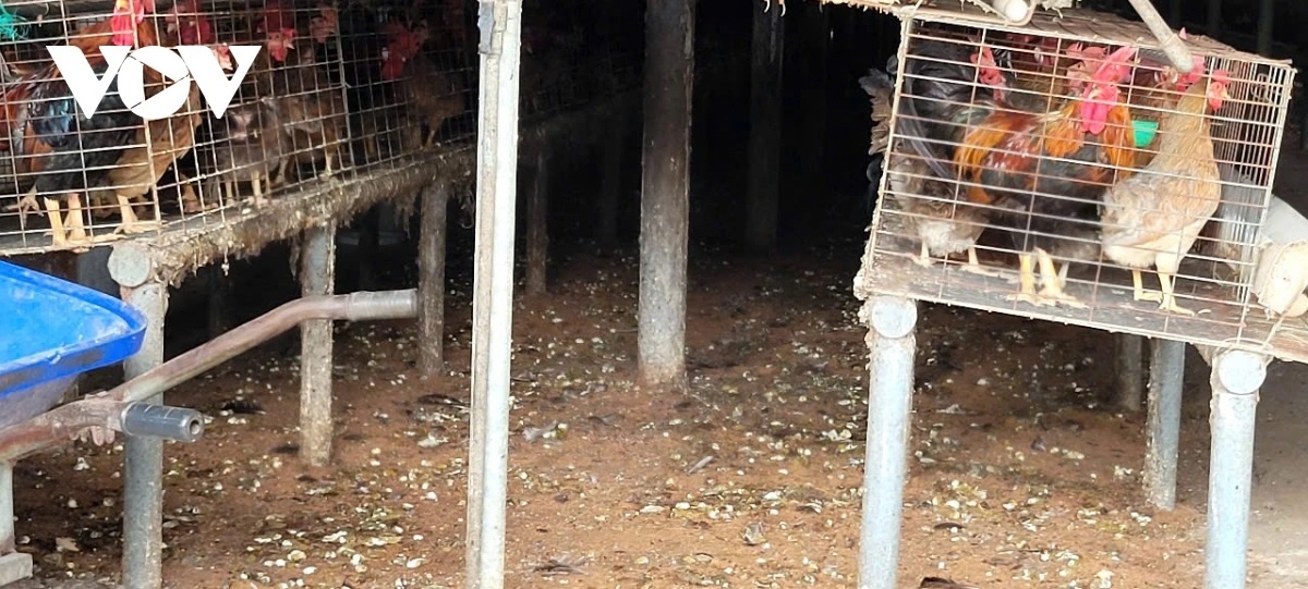 Trai ga Dong Thap anh 2