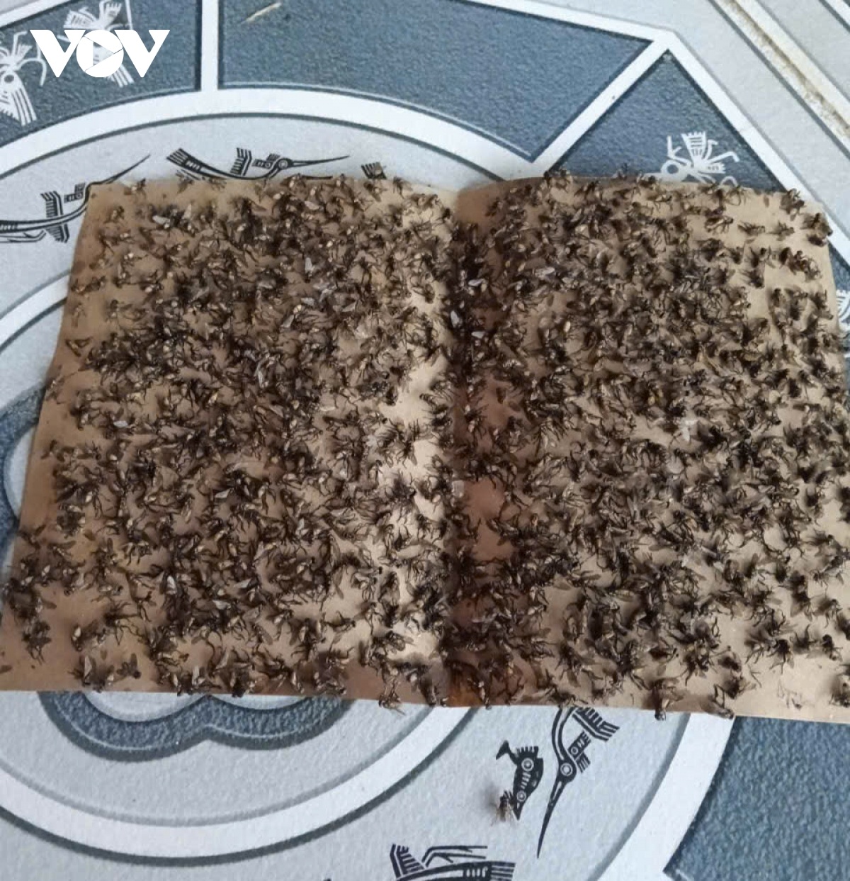 Trai ga Dong Thap anh 4