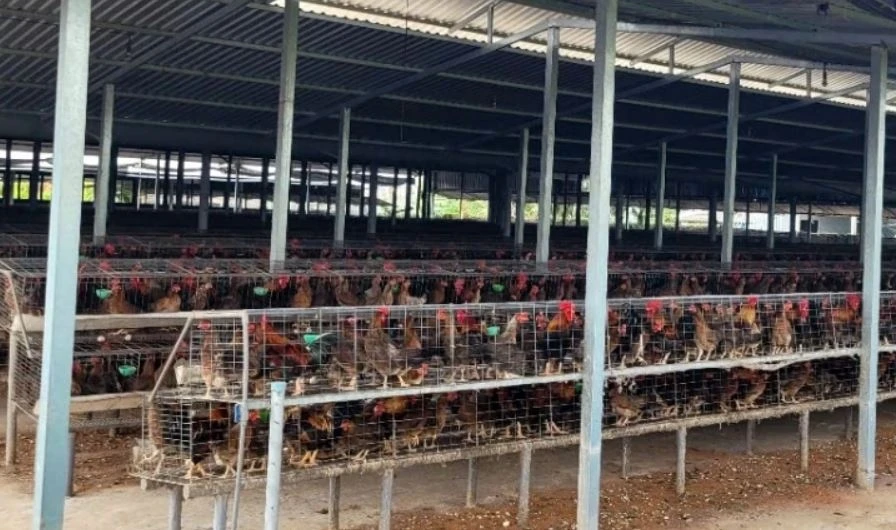 Vi sao nhieu nha o Dong Thap phai dong kin cua khi an com? hinh anh