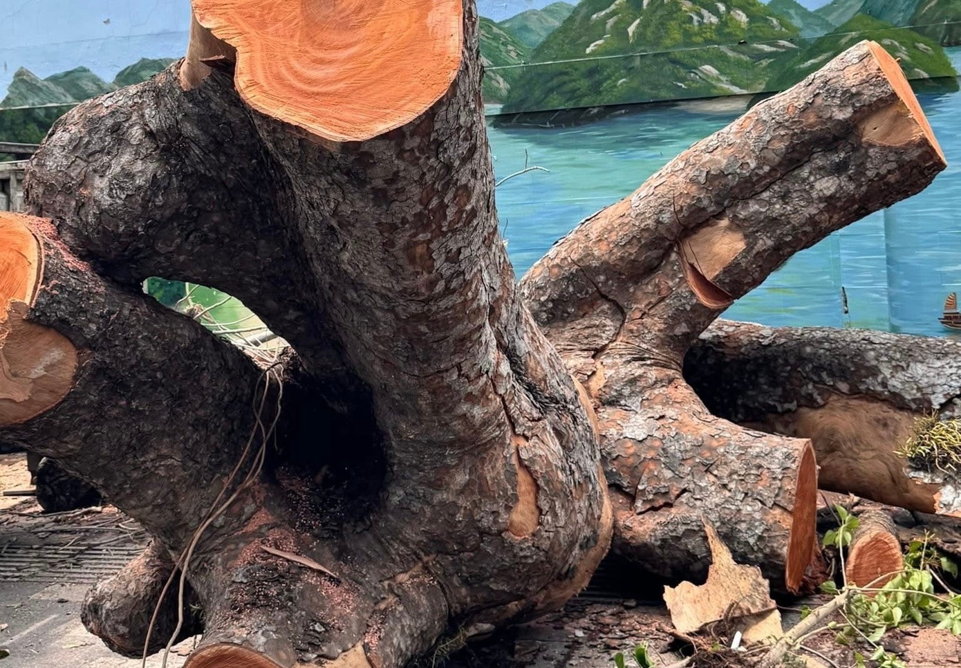 Trường Ten Lơ Man ảnh 1 Truong Ten Lo Man anh 1