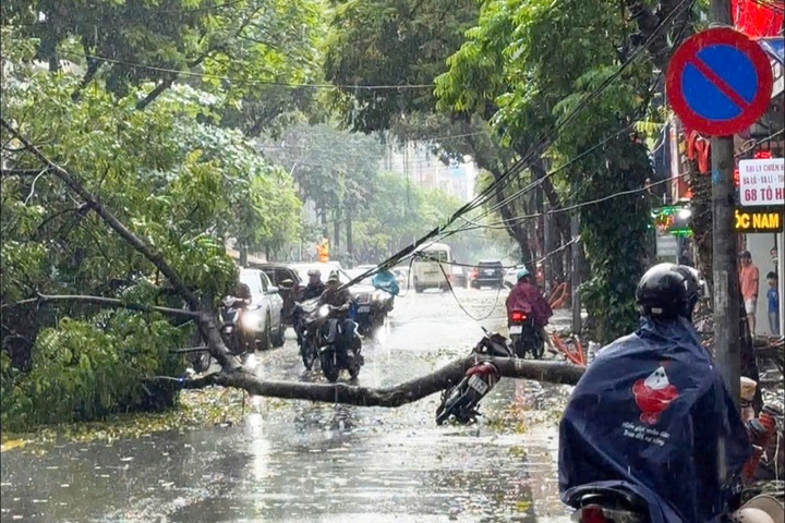 Cay xanh bat goc de trung nguoi di xe may o Ha Noi hinh anh