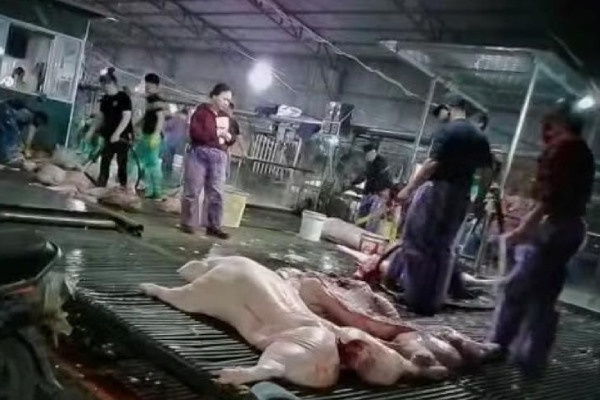 Vu hon 300 tan lon benh: He thong kiem dich te liet tu ben trong hinh anh