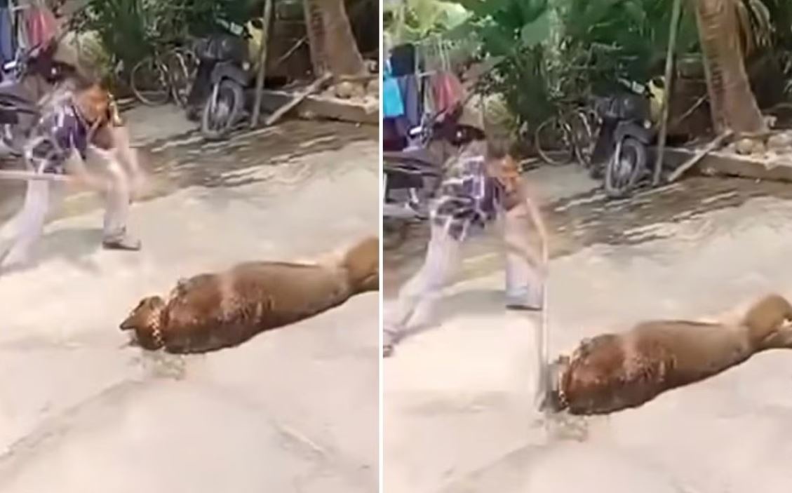 Cu ong 83 tuoi tu vong do bi cho bec gie tan cong hinh anh