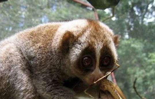 Phat hien 4 loai quy hiem moi tai khu Than Sa - Phuong Hoang hinh anh