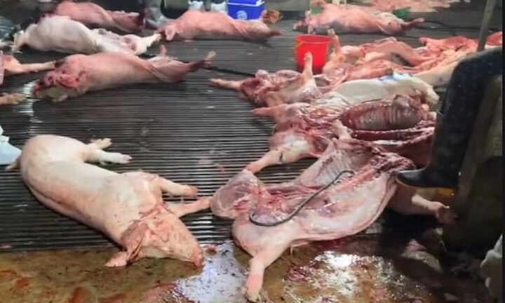 Cong an Ha Noi truy 300 tan lon benh da vao don vi, bep an tap the nao hinh anh