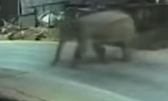 Voi rung pha rao thep vao truong hoc o Son La hinh anh