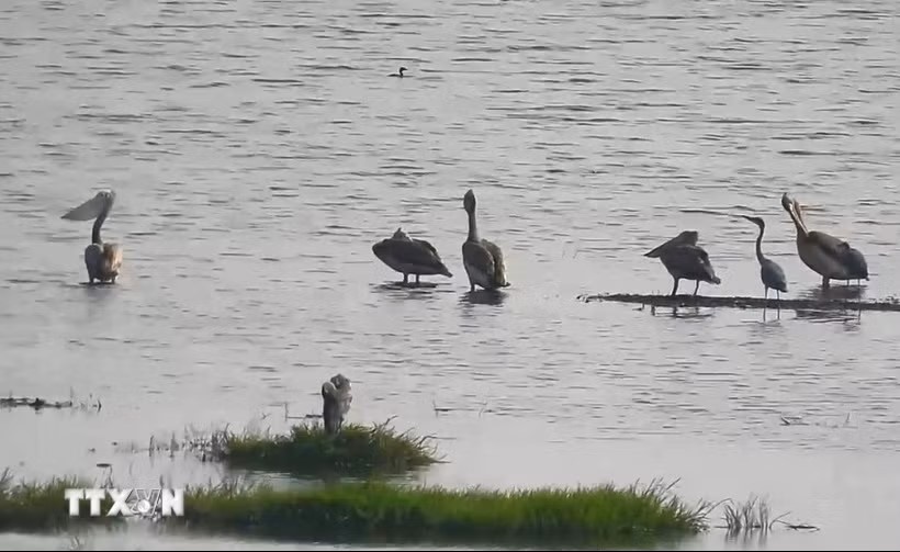 Bo nong chan xam anh 1