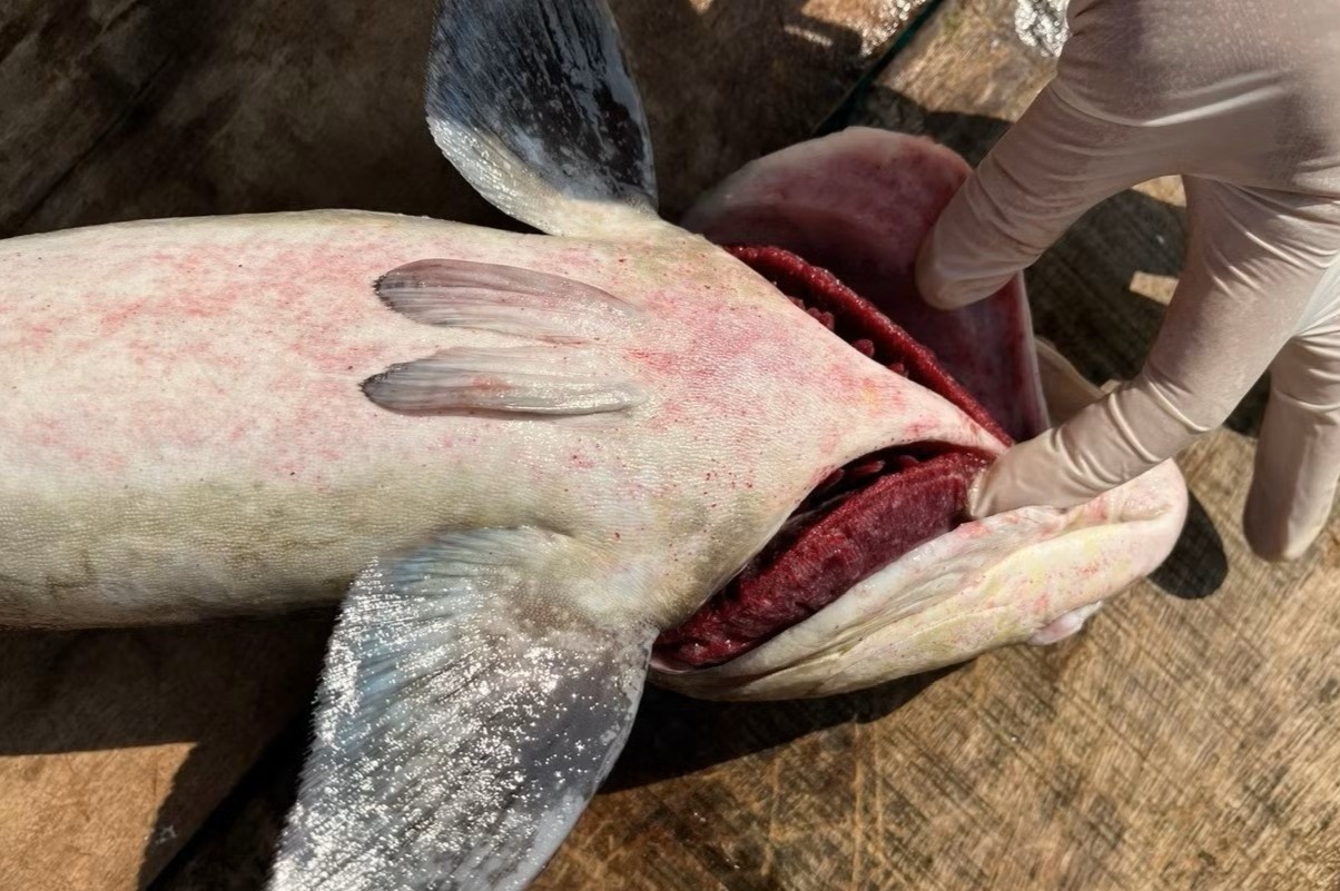 60 tan ca bop chet bat thuong o Ly Son hinh anh