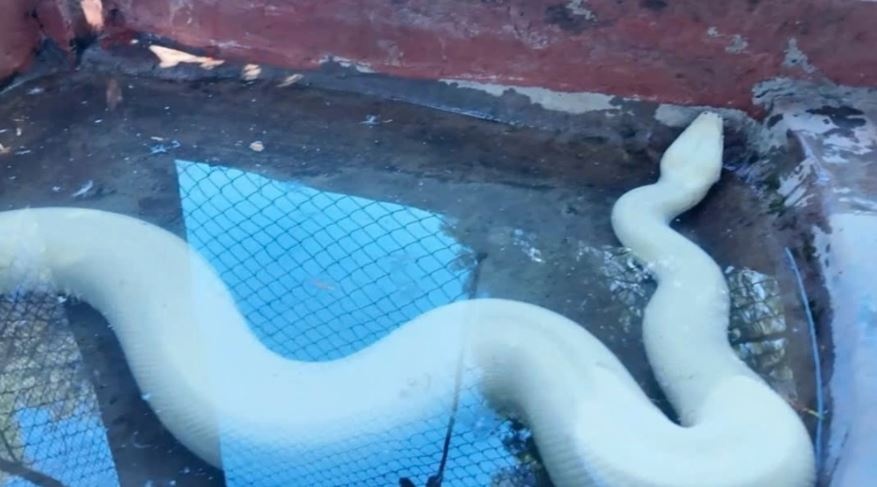 Tran bach tang quy hiem xuat hien o Dong Thap hinh anh