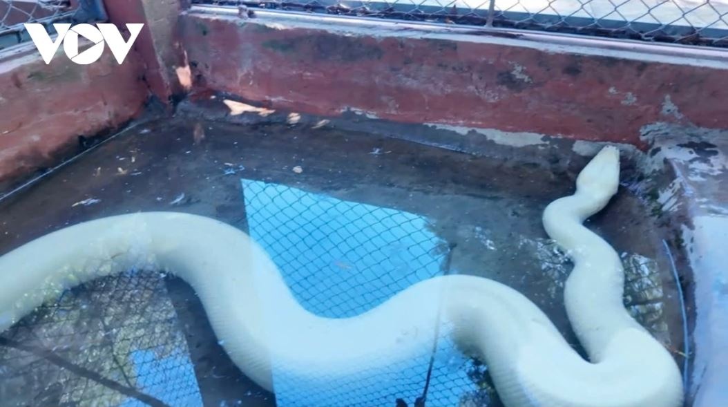 Tran bach tang quy hiem anh 1