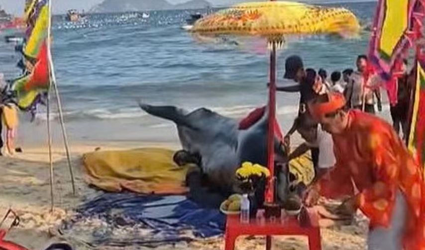 50 nguoi khong cuu duoc Ca Ong hinh anh